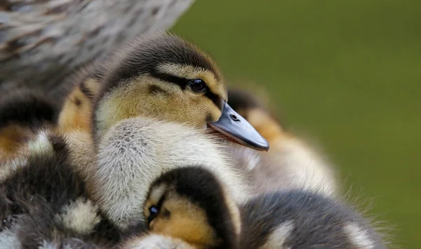 Νεοεκκολαφθέντα Παπάκια Mallard Στην Πλευρά Της Λίμνης — Φωτογραφία Αρχείου