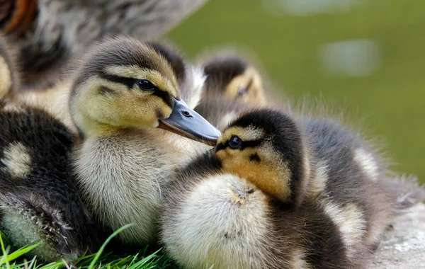 Newly Hatched Mallard Ducklings Lake Side — Stock Photo, Image