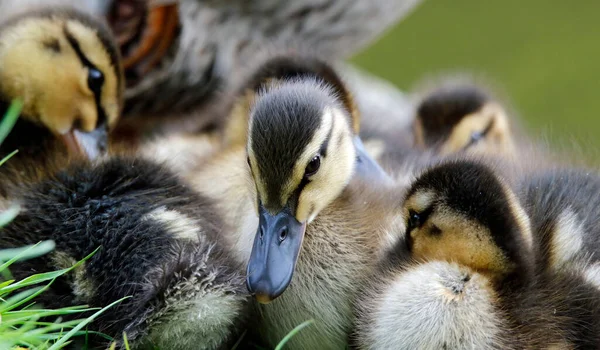 Νεοεκκολαφθέντα Παπάκια Mallard Στην Πλευρά Της Λίμνης — Φωτογραφία Αρχείου