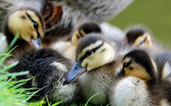 Νεοεκκολαφθέντα Παπάκια Mallard Στην Πλευρά Της Λίμνης — Φωτογραφία Αρχείου