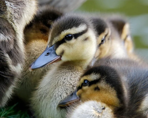 Newly Hatched Mallard Ducklings Lake Side — Stock Photo, Image