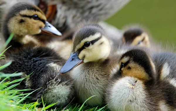 Νεοεκκολαφθέντα Παπάκια Mallard Στην Πλευρά Της Λίμνης — Φωτογραφία Αρχείου