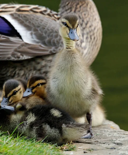 Recién Nacidos Ánades Reales Patitos Lado Del Lago —  Fotos de Stock