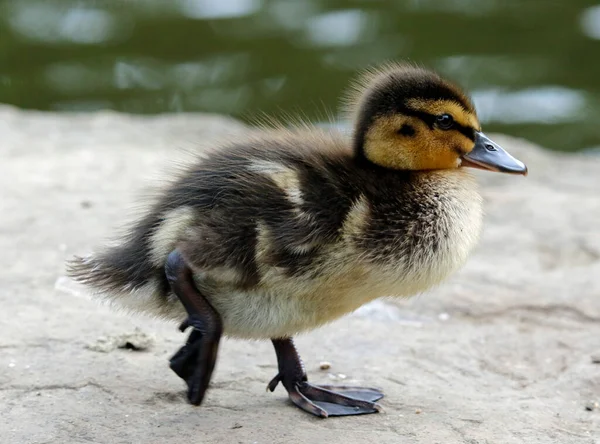 Canetons Colverts Nouvellement Éclos Côté Lac — Photo