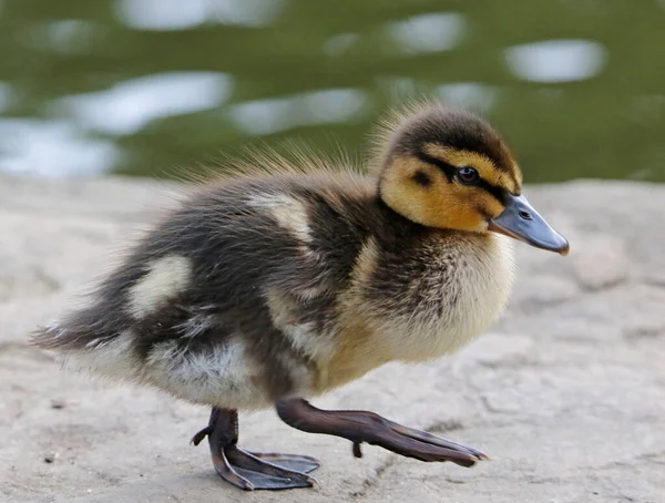 Frisch Geschlüpfte Stockenten Seeufer — Stockfoto