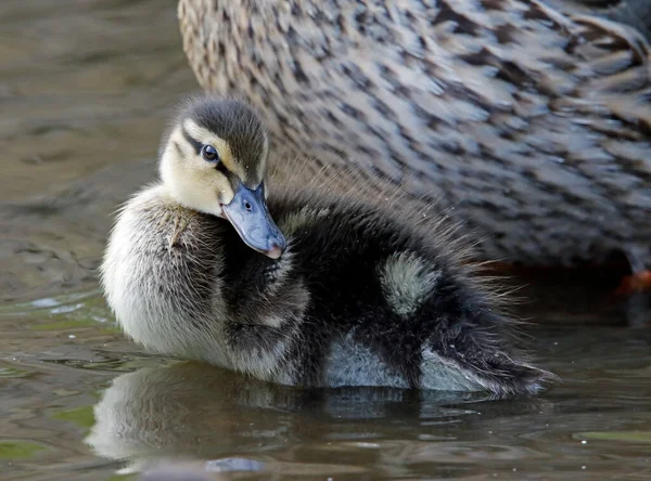 Göl kenarında yumurtadan yeni çıkmış yaban ördeği yavruları.