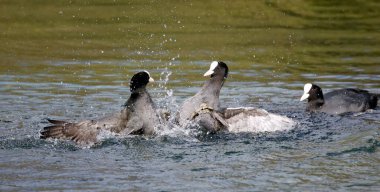 Erkek ördekler bölge ve dişiler için savaşıyor.
