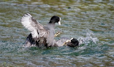 Erkek ördekler bölge ve dişiler için savaşıyor.