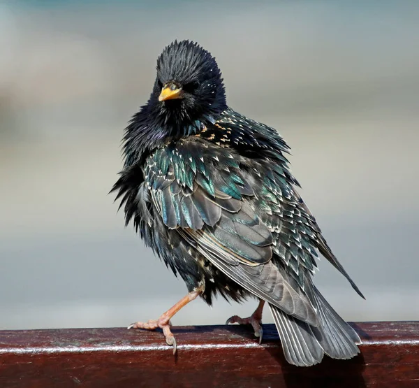 Sığırcıklar bahar güneşinin tadını çıkarıyor.