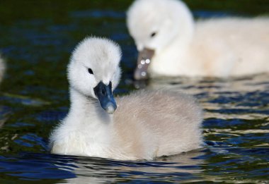 Tekne gölünde yüzen dilsiz kuğu cygnetleri