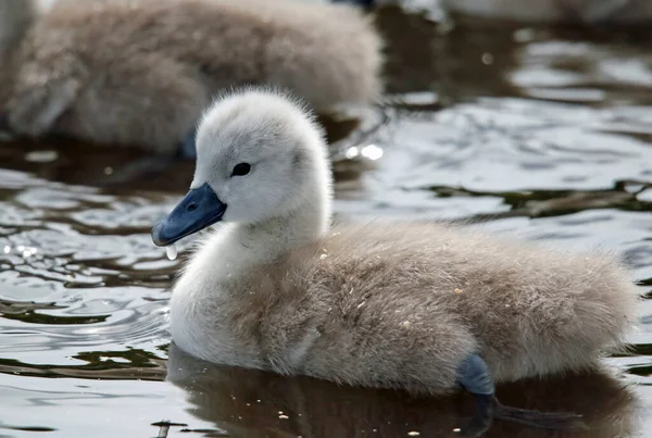 Cigni Cigno Muto Che Nuotano Sul Lago Barca — Foto Stock