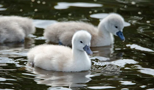 Cigni Cigno Muto Che Nuotano Sul Lago Barca — Foto Stock