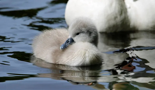 Mute Zwaan Cygnets Zwemmen Het Meer — Stockfoto