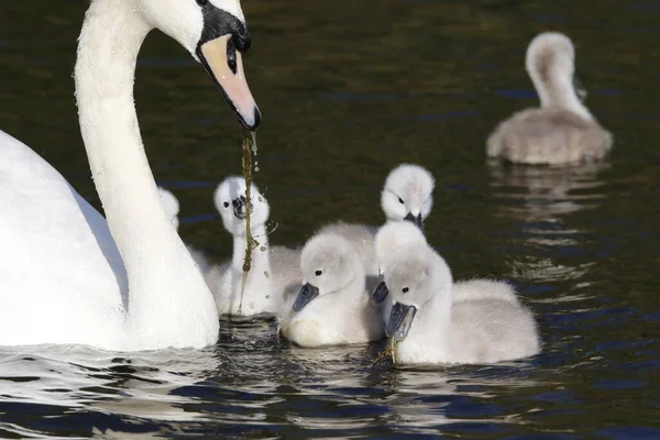 Cigni Cigno Muto Che Nuotano Sul Lago Barca — Foto Stock