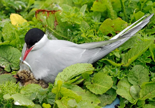 Eisseeschwalben Nisten Auf Den Farne Islands Großbritannien — Stockfoto