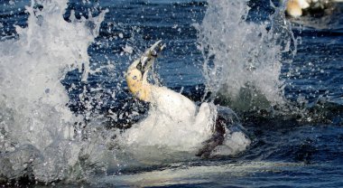 Sümsük kuşları, Yorkshire açıklarında Kuzey Denizi 'nde balık avlıyor.