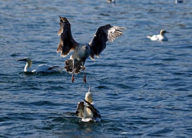 Sümsük kuşları, Yorkshire açıklarında Kuzey Denizi 'nde balık avlıyor.