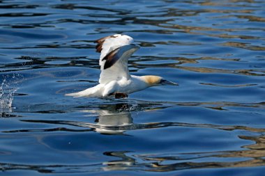 Sümsük kuşları, Yorkshire açıklarında Kuzey Denizi 'nde balık avlıyor.