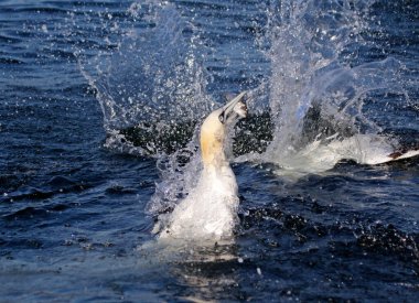 Sümsük kuşları, Yorkshire açıklarında Kuzey Denizi 'nde balık avlıyor.