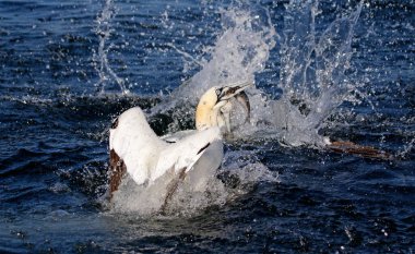 Sümsük kuşları, Yorkshire açıklarında Kuzey Denizi 'nde balık avlıyor.