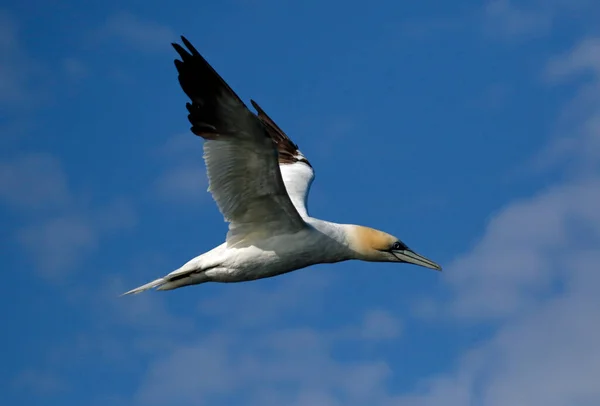 Gannets Mergulho Para Peixes Mar Norte Largo Costa Yorkshire — Fotografia de Stock