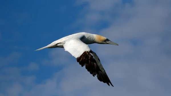 Gannets Mergulho Para Peixes Mar Norte Largo Costa Yorkshire — Fotografia de Stock