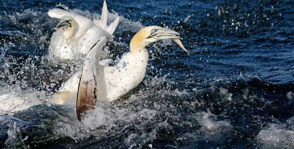 Сети Ловли Рыбы Северном Море Побережья Йоркшира — стоковое фото