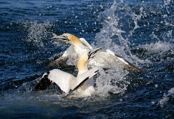 Сети Ловли Рыбы Северном Море Побережья Йоркшира — стоковое фото