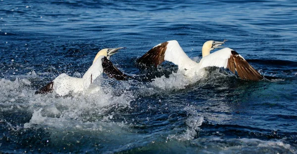 Καταδύσεις Gannets Για Ψάρια Στη Βόρεια Θάλασσα Στα Ανοικτά Των — Φωτογραφία Αρχείου