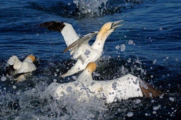 Gannets Búvárkodás Hal Északi Tengeren Yorkshire Partjainál — Stock Fotó