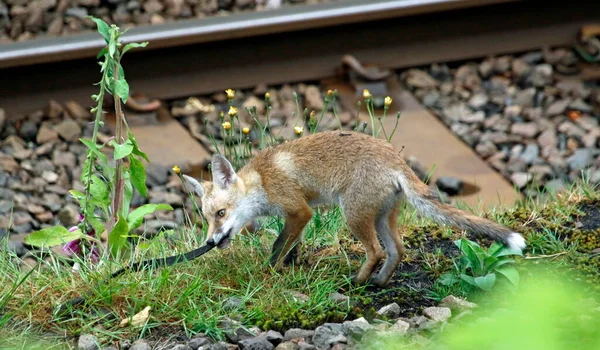 Fox Cachorro Jugando Con Una Correa Cuero Cerca Las Vías —  Fotos de Stock