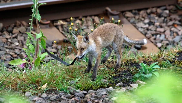 Fox Κουτάβι Παίζει Ένα Δερμάτινο Λουράκι Κοντά Στις Σιδηροδρομικές Γραμμές — Φωτογραφία Αρχείου
