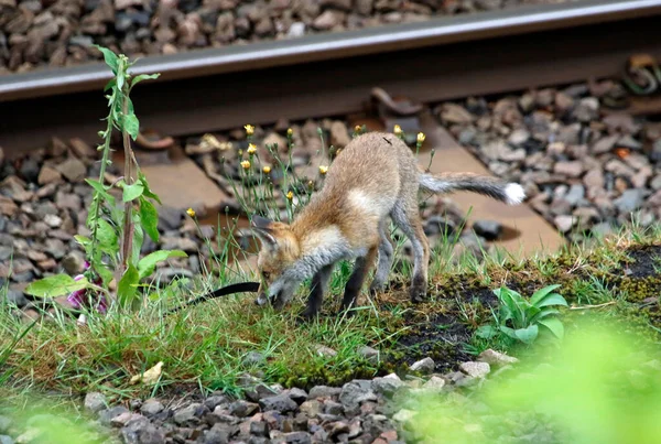 Fox Cachorro Jugando Con Una Correa Cuero Cerca Las Vías —  Fotos de Stock