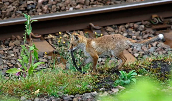 Fox Cachorro Jugando Con Una Correa Cuero Cerca Las Vías — Foto de Stock