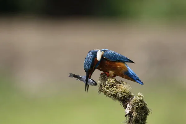 Mannetjesijsvogel Vissen Vanuit Een Mossige Baars — Stockfoto