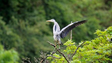 Gri balıkçıl bir ağaca konuyor