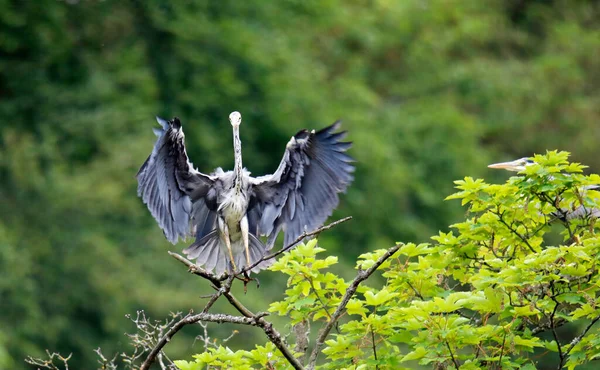 Grey Heron Landing Tree — Stock Photo, Image