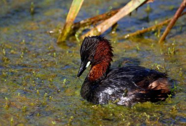 Ot kaplı bir gölde küçük bir balık.