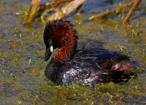 Pequena Pesca Grebe Uma Lagoa Coberta Ervas Daninhas — Fotografia de Stock