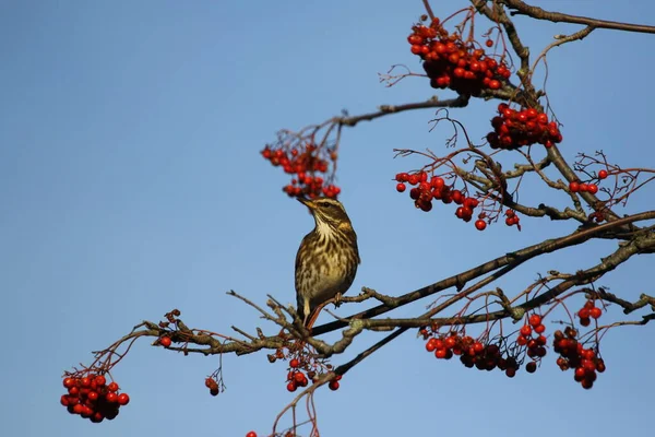 Redwings Jesienny Migrant Zbierający Jagody Zimowym Słońcu — Zdjęcie stockowe