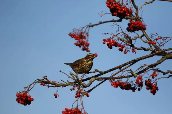 Redwings Podzimní Migrant Sbírající Bobule Zimním Slunci — Stock fotografie