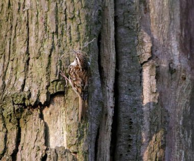 Ağaç Bekçisi yuvası inşa ediyor ve eşini besliyor