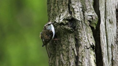 Ağaç Bekçisi yuvası inşa ediyor ve eşini besliyor