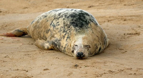 Anak Anjing Laut Abu Abu Baru Lahir Pantai Laut Utara — Stok Foto