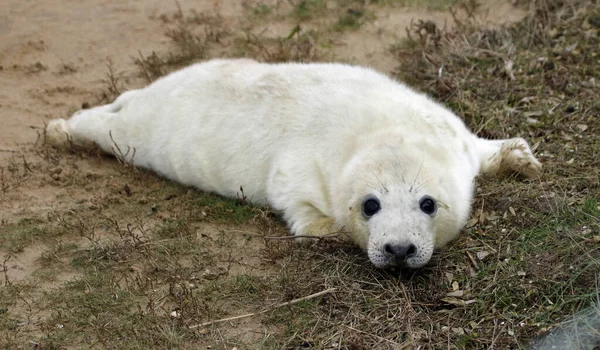 Pasgeboren Pups Van Grijze Zeehonden Aan Noordzeekust — Stockfoto