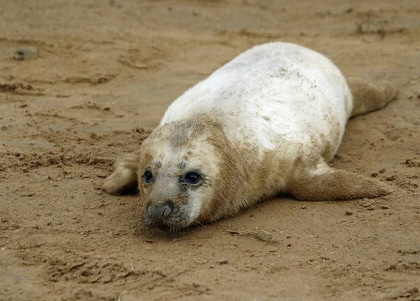 Neugeborene Kegelrobbenwelpen Der Nordseeküste — Stockfoto