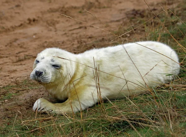 Pasgeboren Pups Van Grijze Zeehonden Aan Kust Van Noordzee — Stockfoto