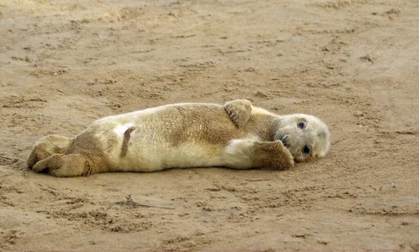 Cachorros Foca Gris Recién Nacidos Costa Del Mar Del Norte — Foto de Stock