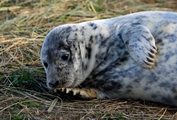 Neugeborene Kegelrobbenwelpen Der Nordseeküste — Stockfoto