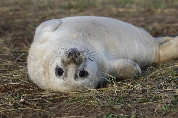 Cachorros Foca Gris Recién Nacidos Costa Del Mar Del Norte — Foto de Stock